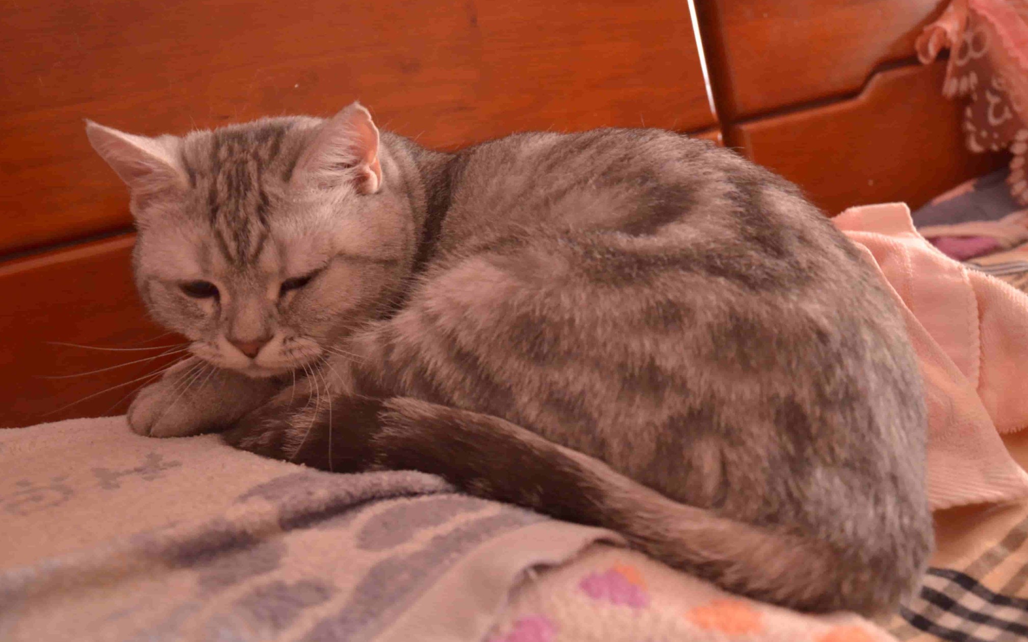 哈基米哈基米保鲜膜挑战