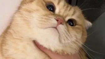 一脸委屈的小猪咪