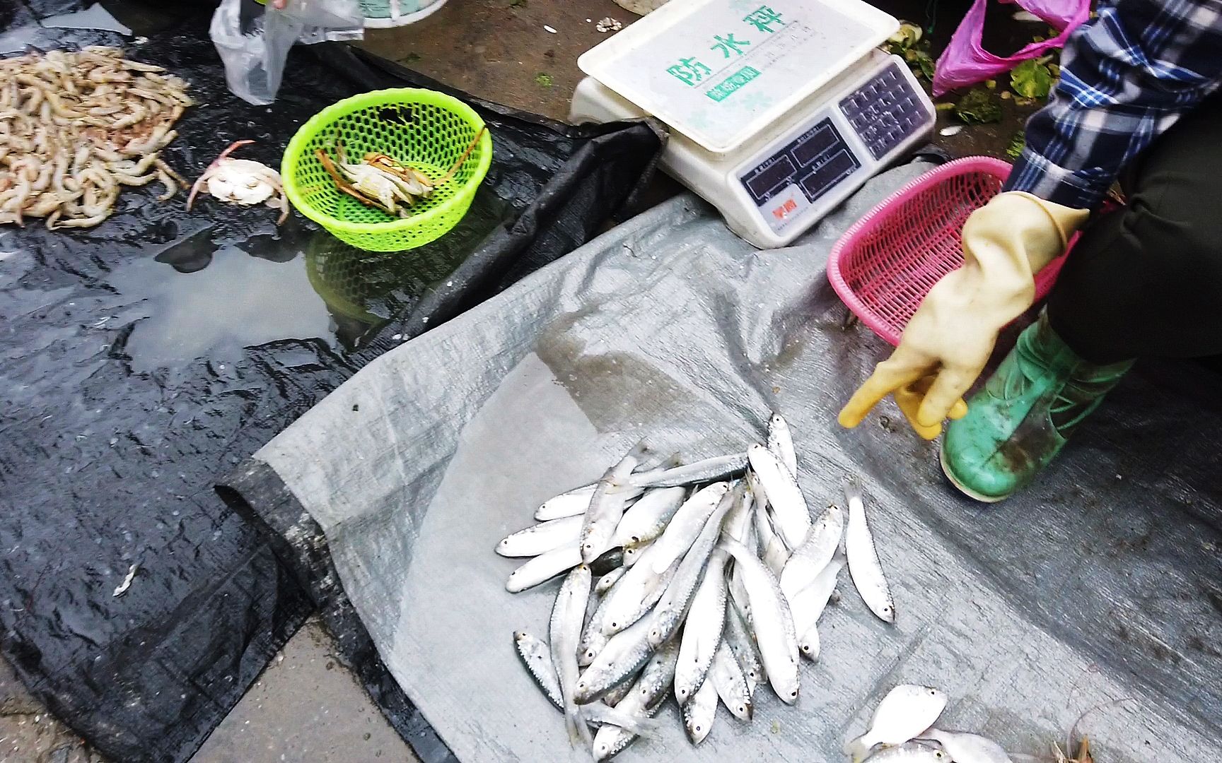 阳江海陵岛白蒲市场海鲜接地气,马路边找渔民买,论堆扫货最便宜哔哩哔哩bilibili