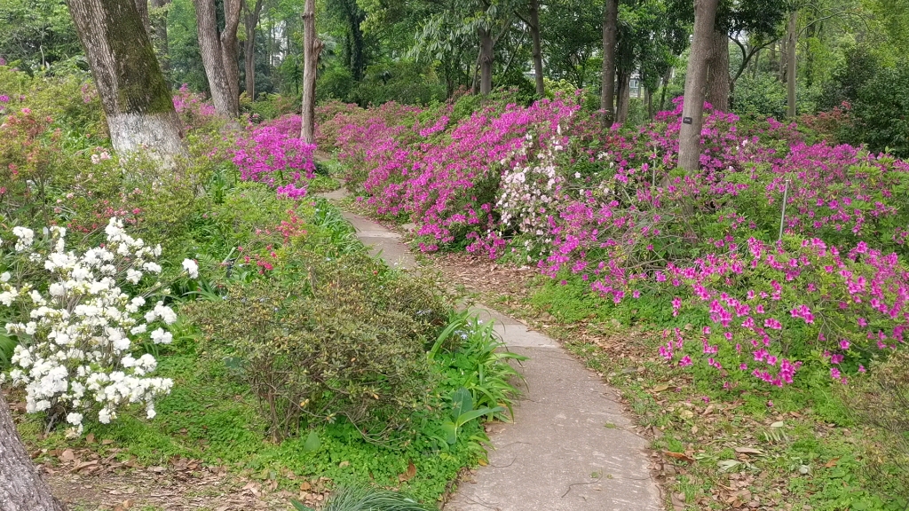 武汉植物园—杜鹃园哔哩哔哩bilibili