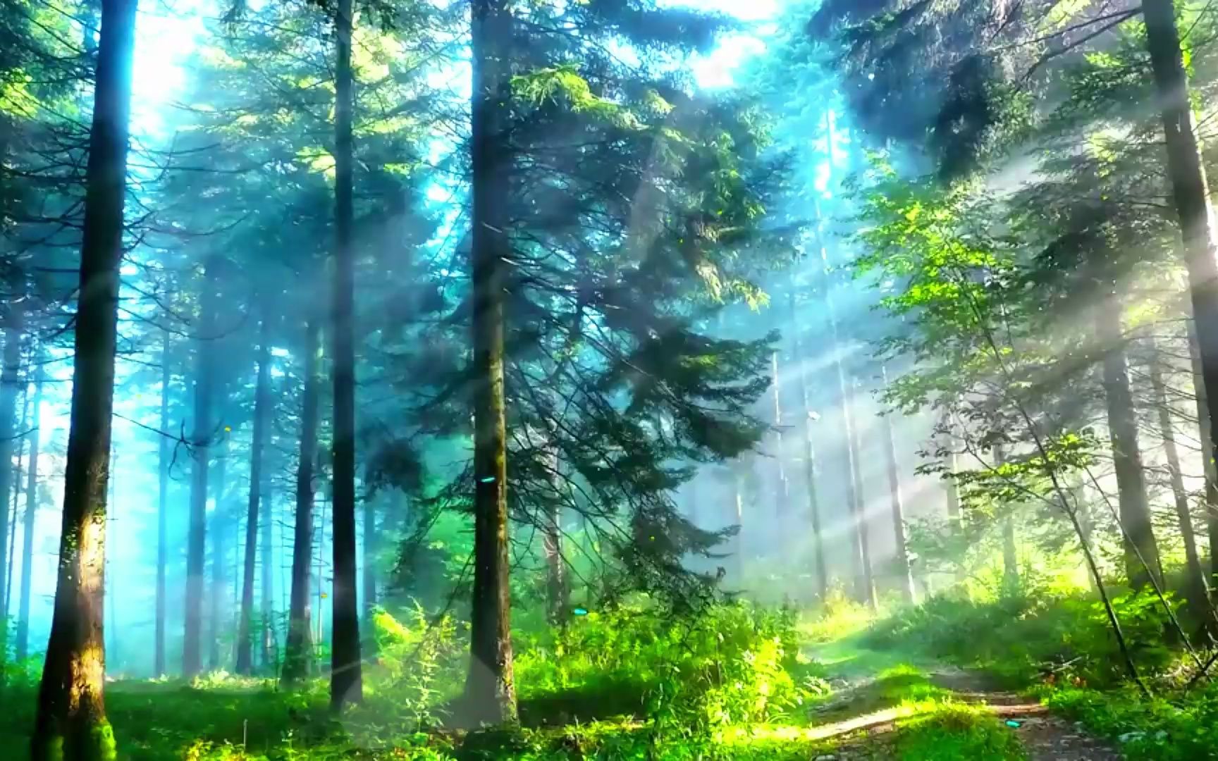 森林狂想曲 - 吴金黛