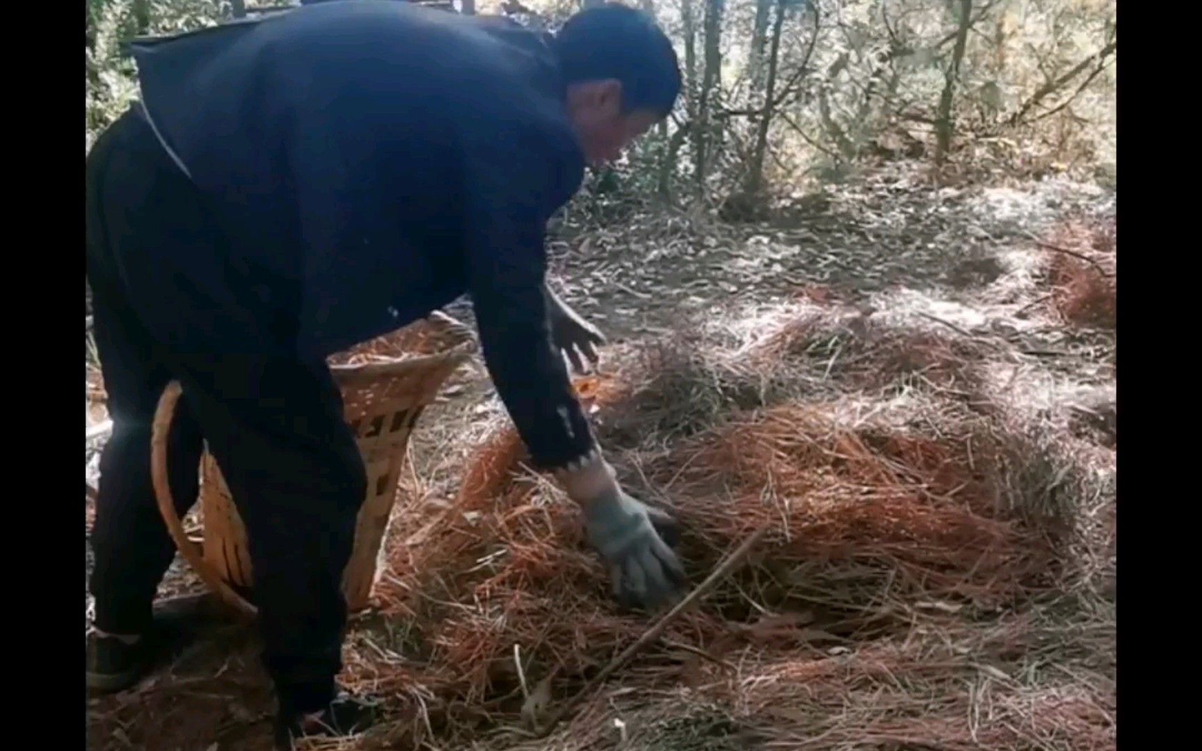 [图]冬天落叶堆积，去抓一些做春耕肥料，山路难走