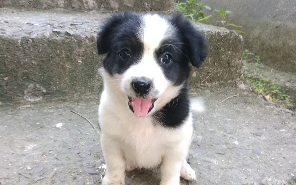 边牧串串 跑起来的串串好像法斗