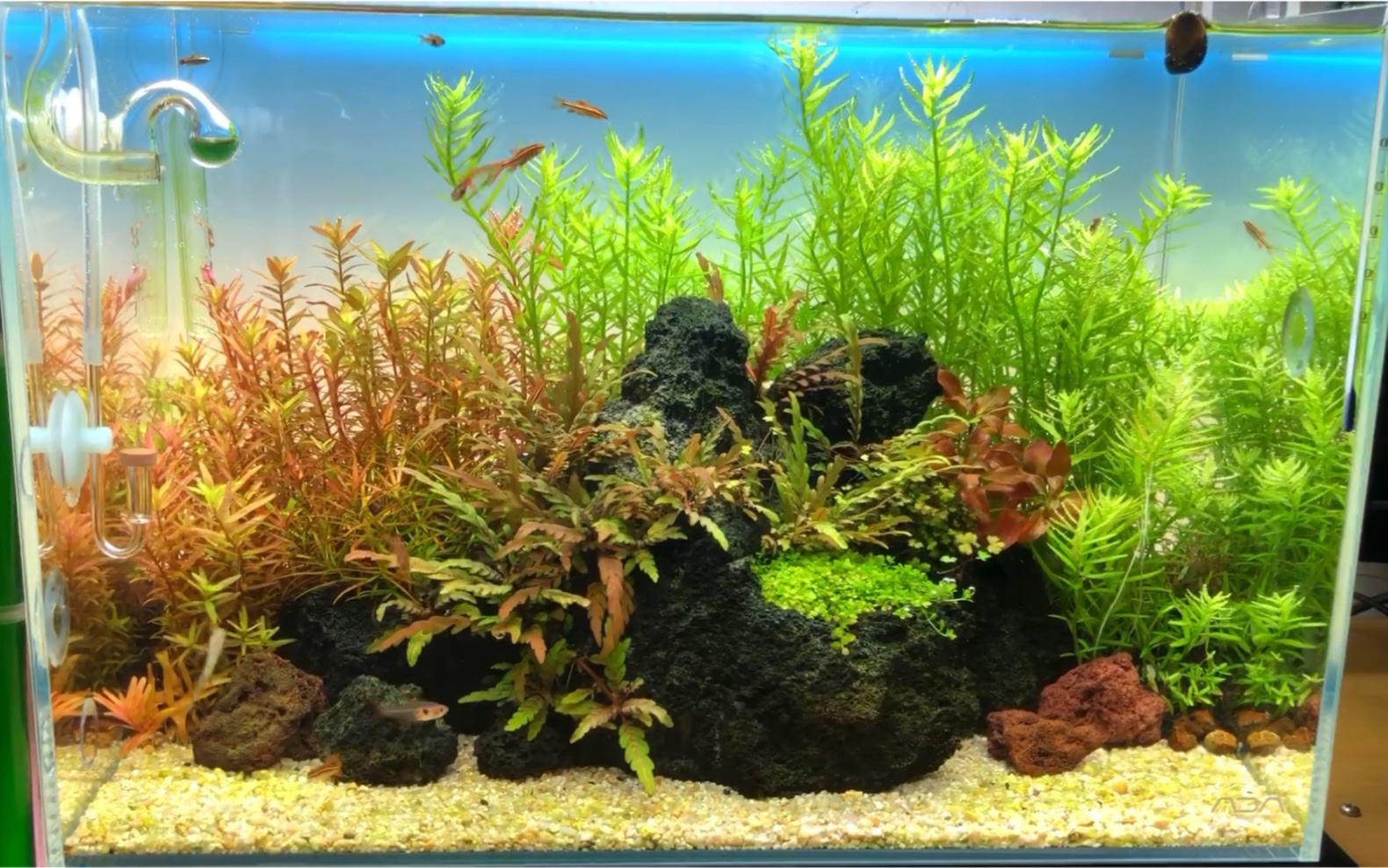 自家ada45cm水族箱建缸15天