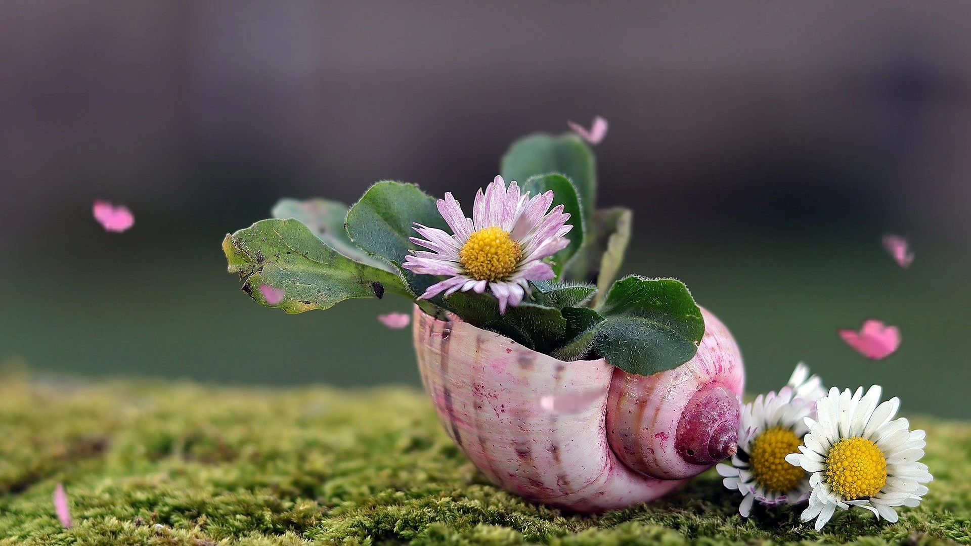 自制春日群蝶舞花视频,喜欢就给个7815吧!