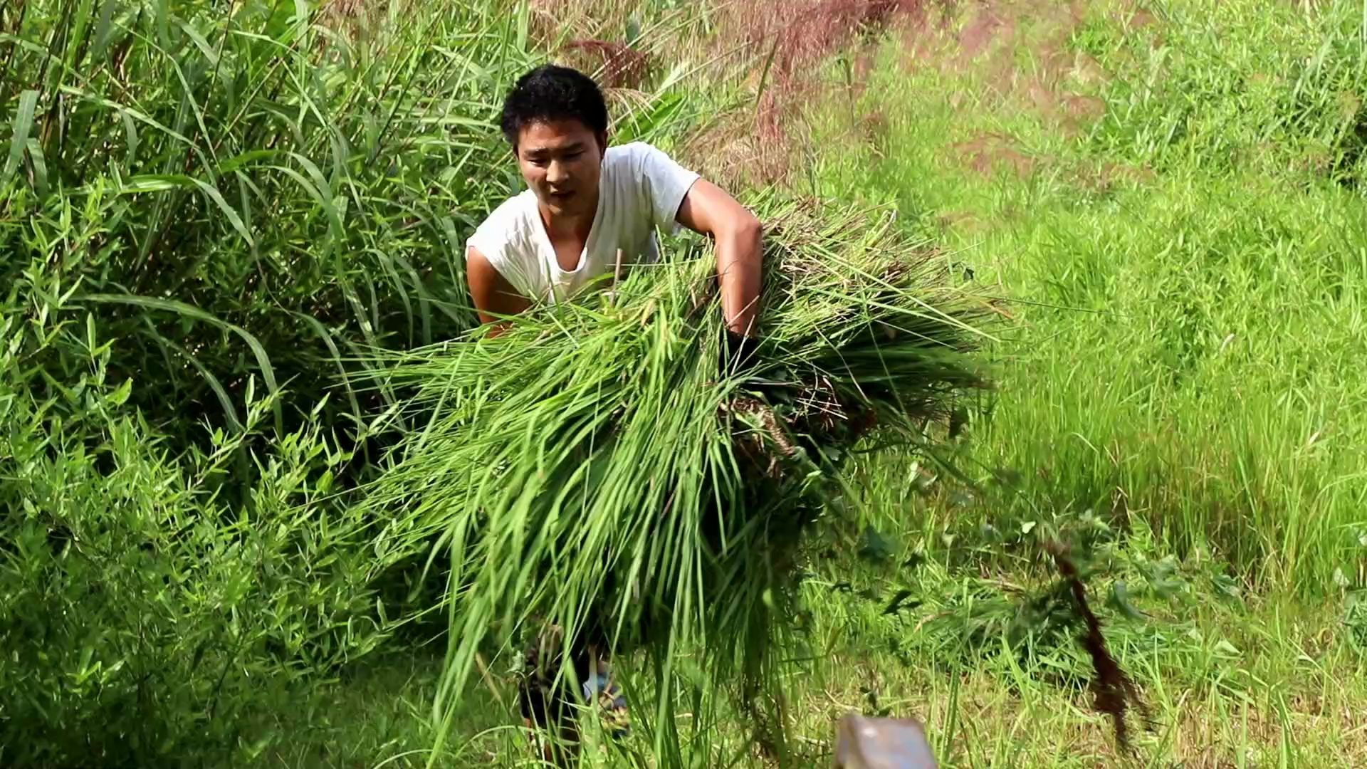 农村小伙进山割草喂鱼,这天气太热了,不知道鱼会不会吃