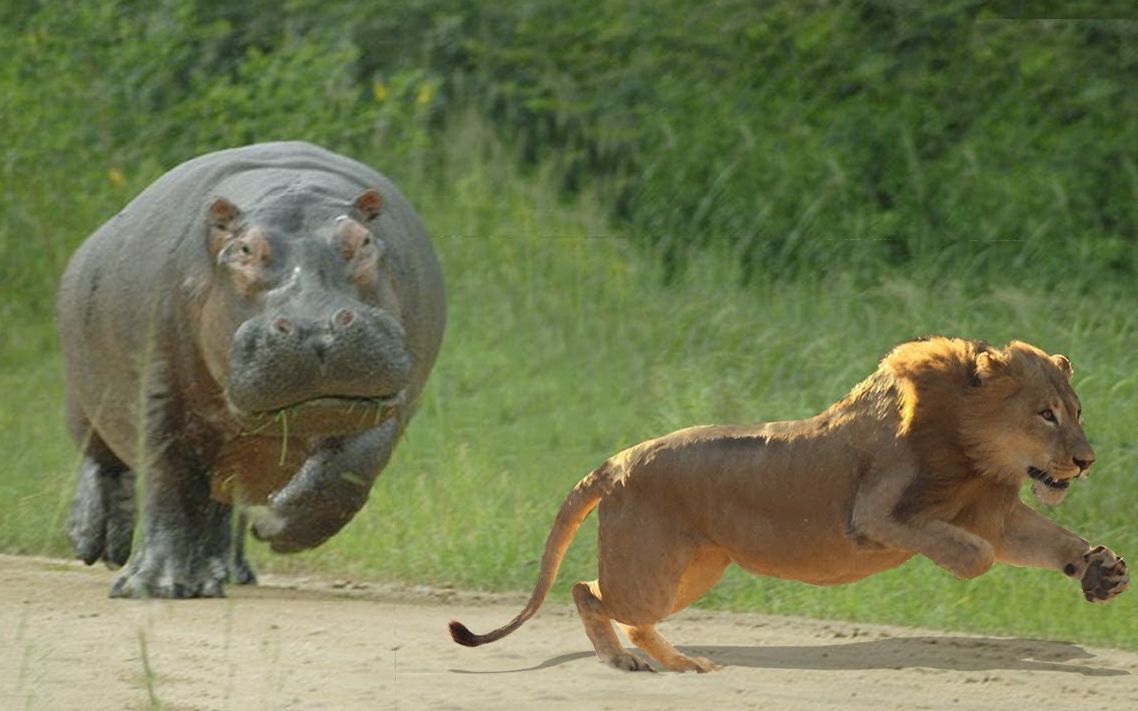 狮子最大的天敌!