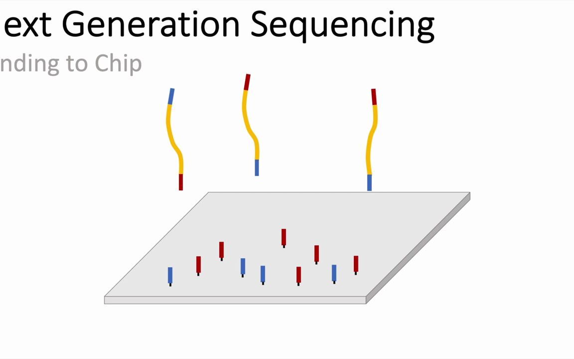 快速了解NGS原理 | 介绍 Next Generation Sequencing (Illumina)  An Introduction哔哩哔哩bilibili