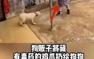 Download Video: 狗狗不明白人类的投食，是想要将他置于死地