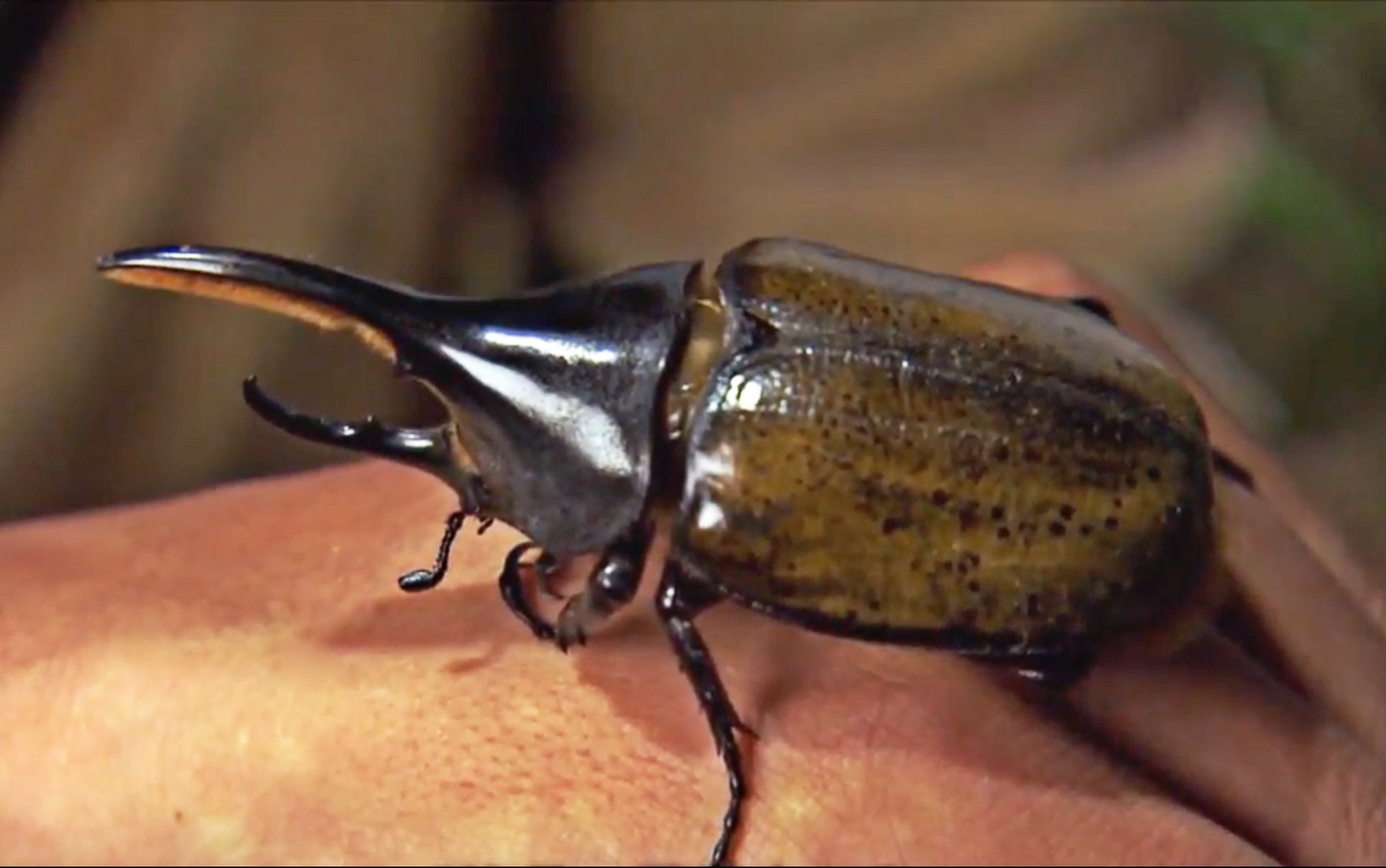 玻利维亚撒旦甲壳虫因为日本人喜欢当吉祥物网上天价出售_动物圈_生活