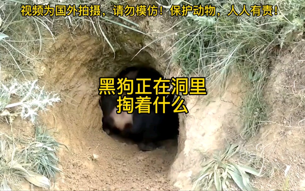 [图]黑狗跑洞里掏什么