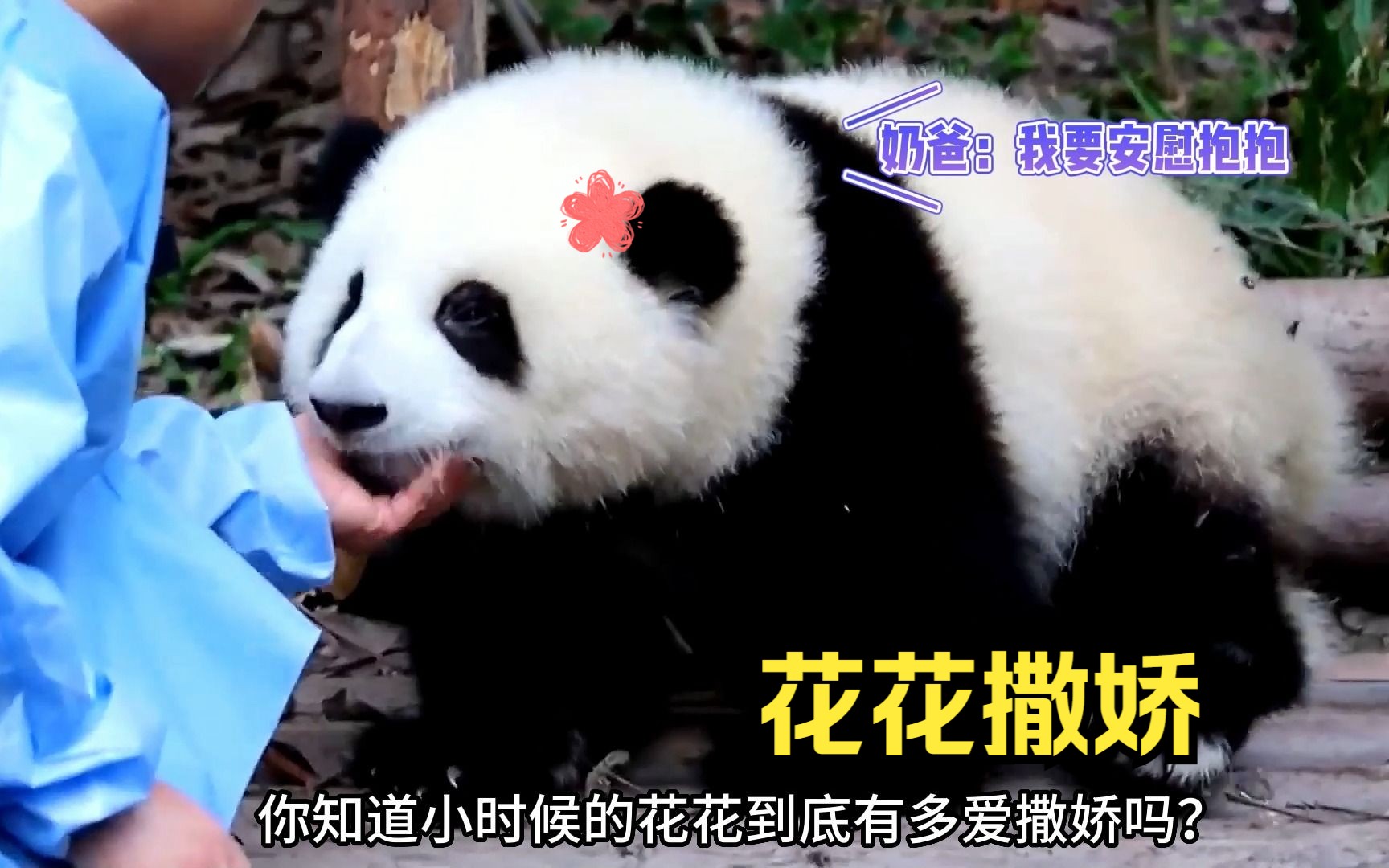 你一定没见过小时候花花撒娇的样子吧!真的是太萌太可爱,太治愈啦!