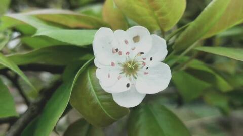 梨花树下 哔哩哔哩 Bilibili 梨花树下 哔哩哔哩 Bilibili