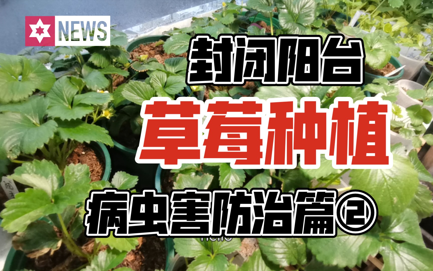 [图]【封闭阳台草莓种植经验分享②】病虫害防治篇