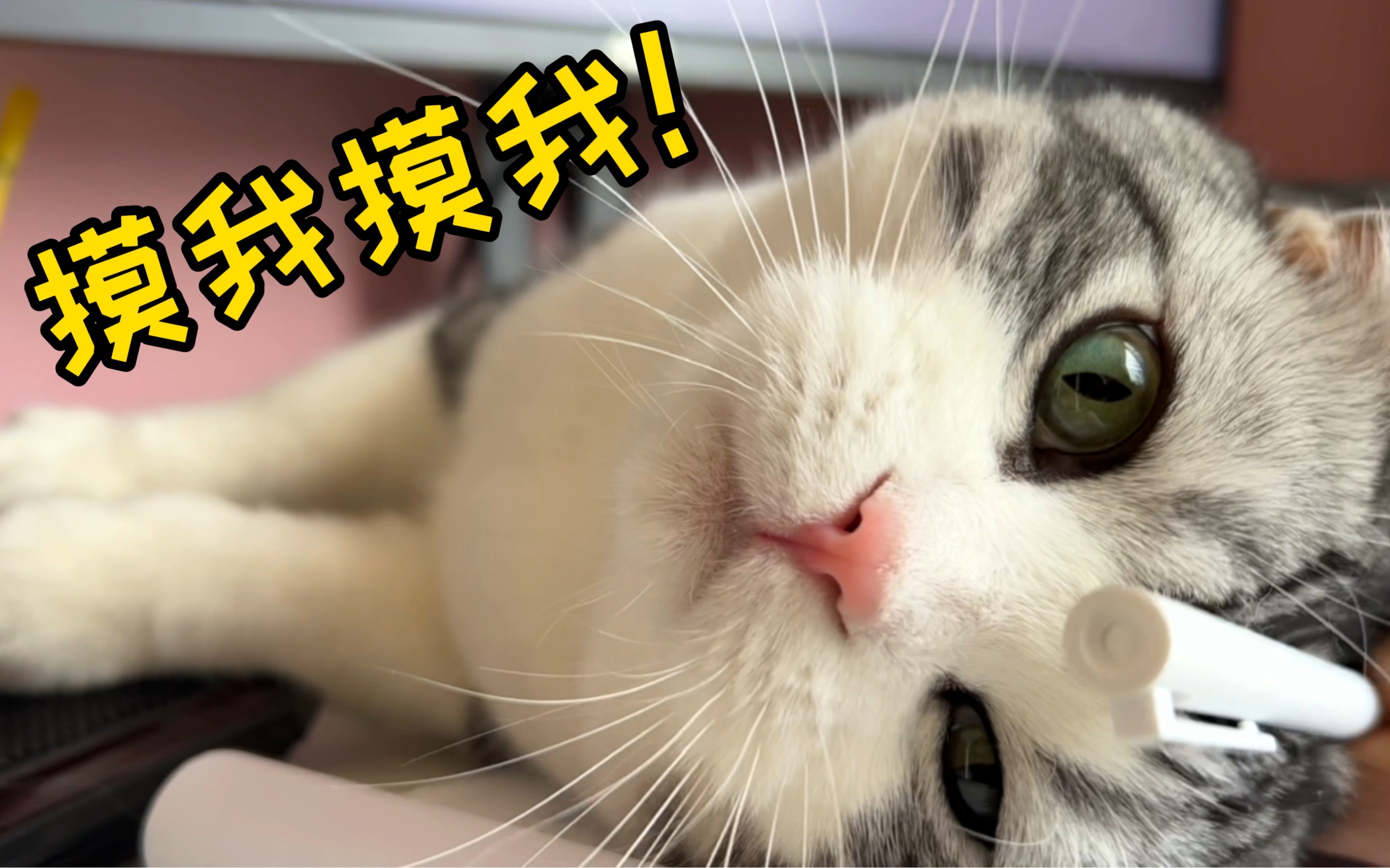 这哪是猫啊?这简直是个撒娇粘人的小妖精啊!