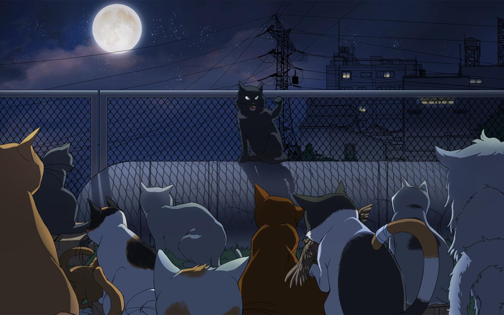 【jy小马哥】喵王之战 will美好世界第八期