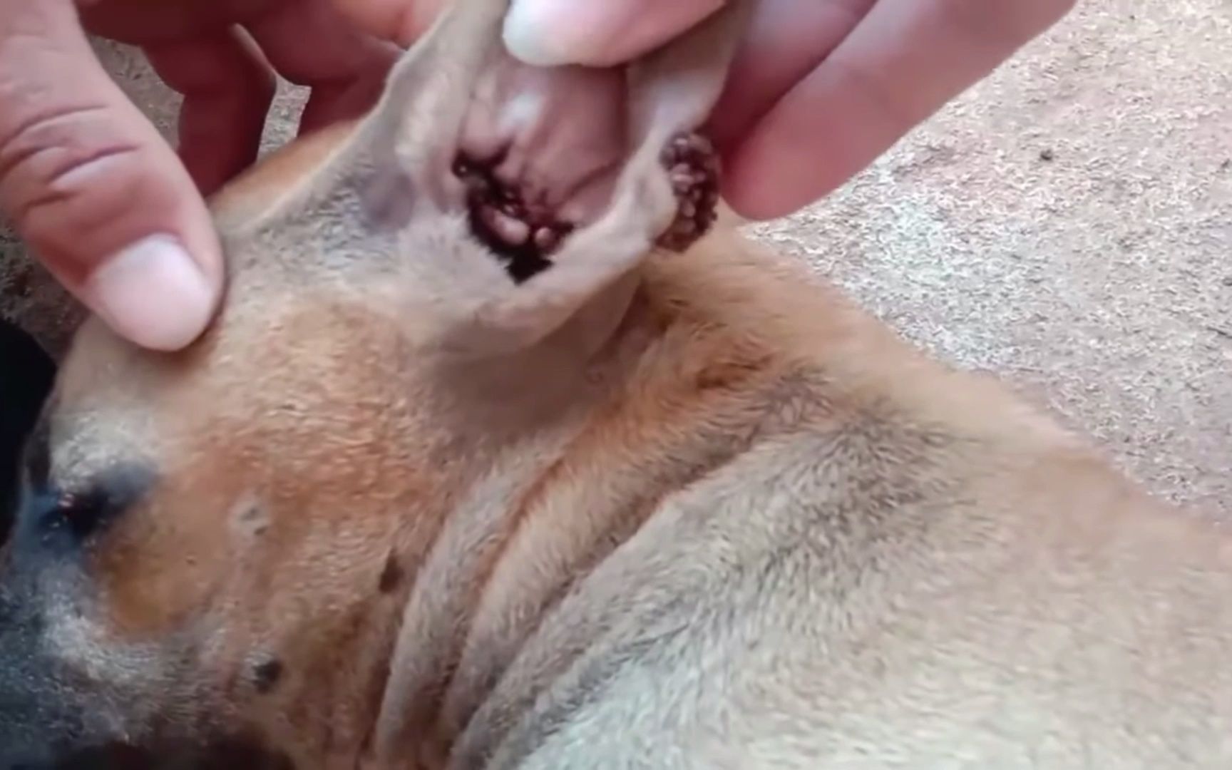 给小狗狗拔蜱虫,狗狗很乖