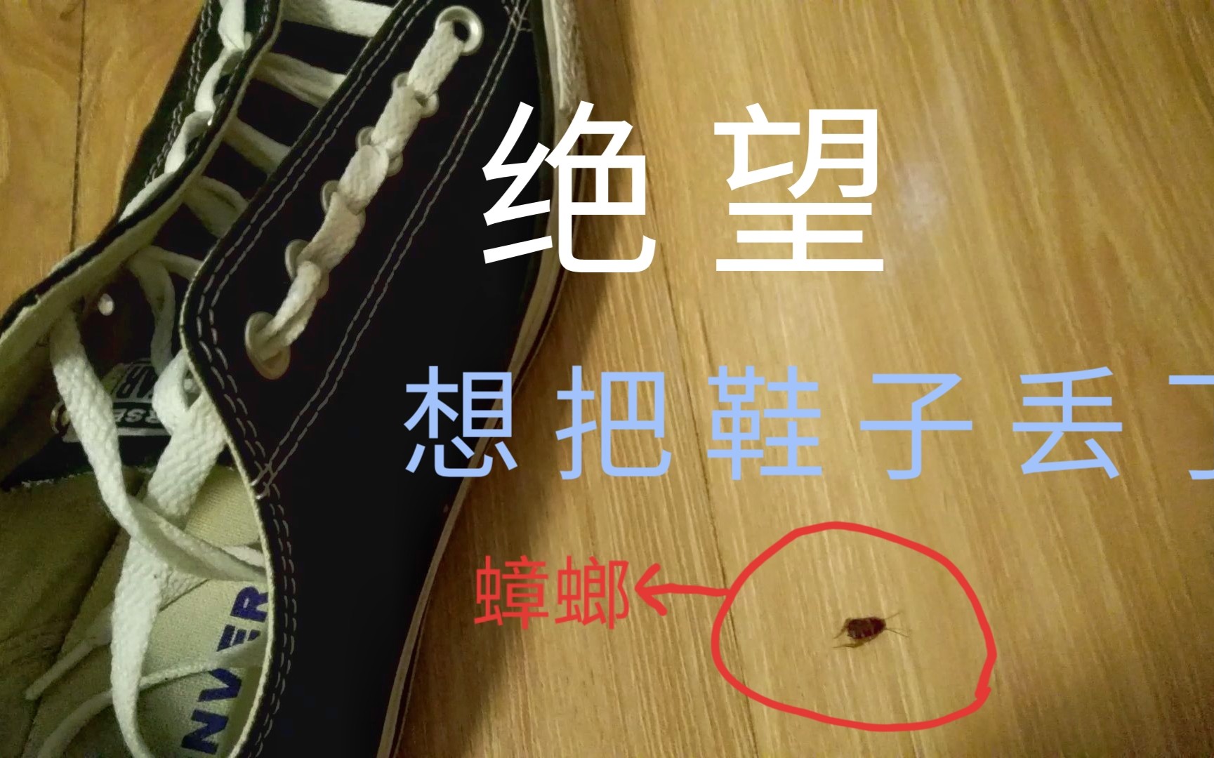 当蟑螂钻进你的鞋子里，你却不知道，会是一种什么样的体验？