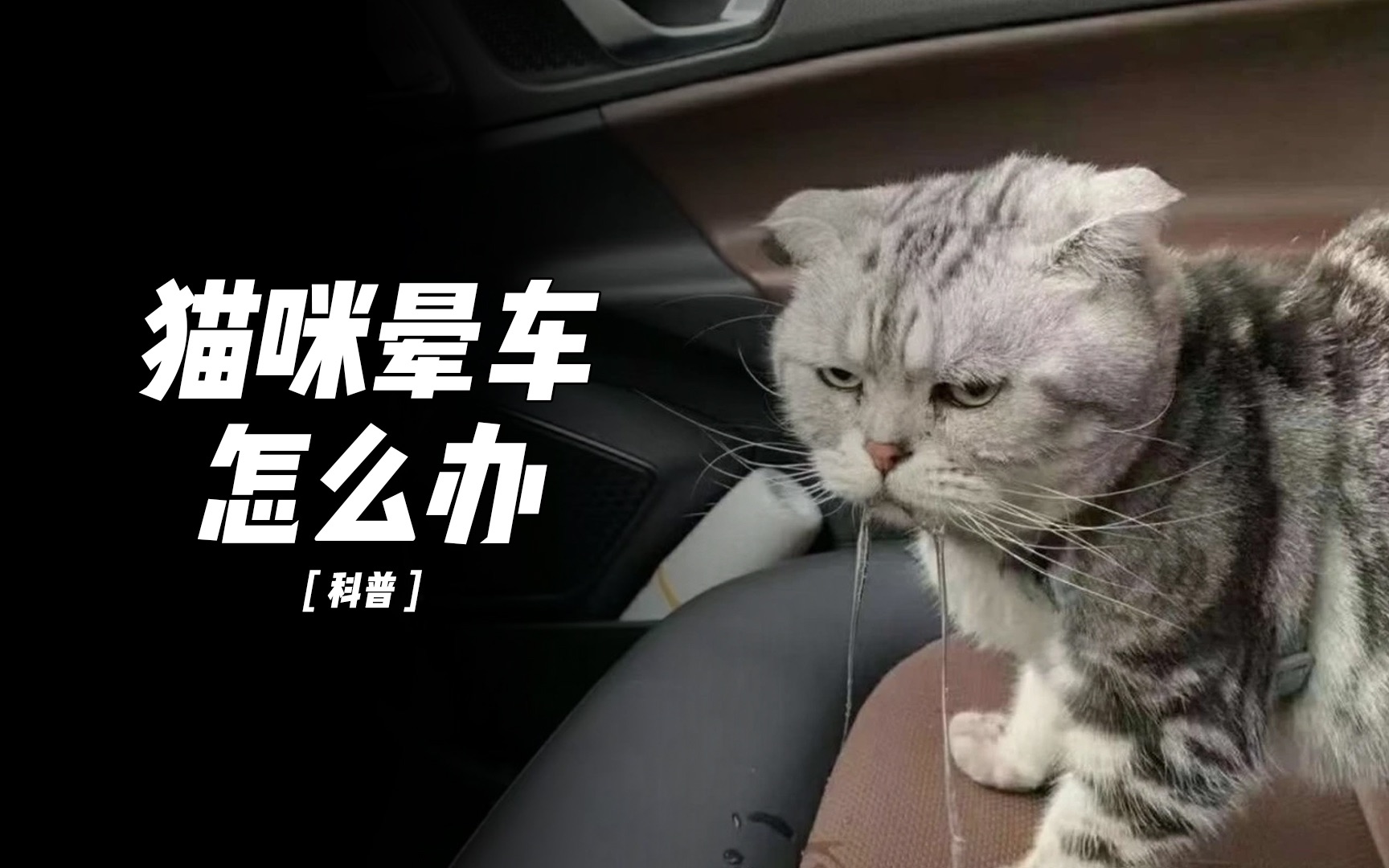 小猫咪晕车委屈的吐了一路,应该怎么办?