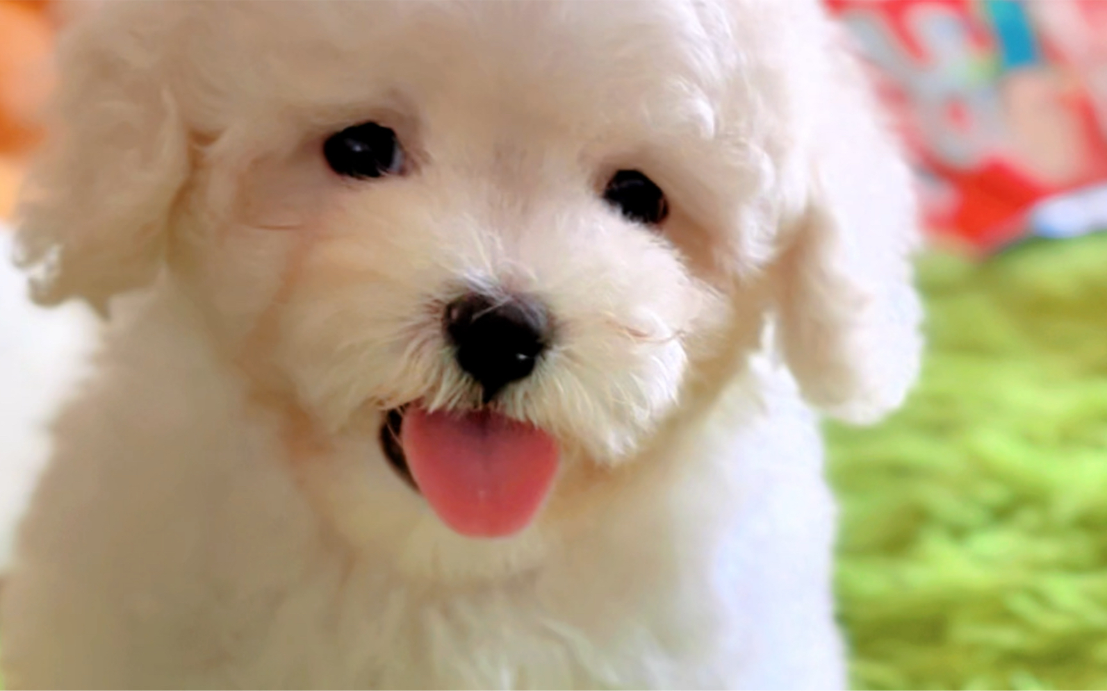 比熊:我给你笑一个,甜不甜?