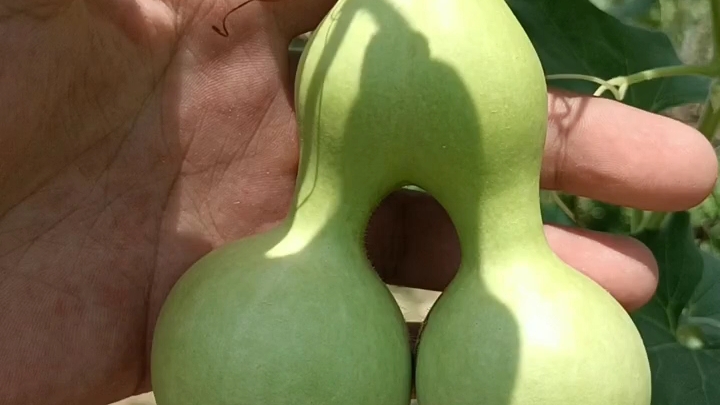 双胞胎葫芦有喜欢的吗?
