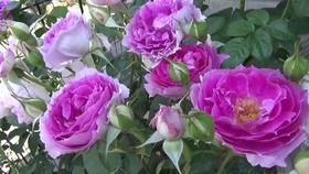 ２０１６日本京成月季蔷薇玫瑰園満開赏 哔哩哔哩 つロ干杯 Bilibili