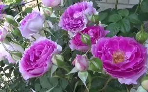 17年日本东京京成玫瑰园优秀玫瑰园赏析 哔哩哔哩 つロ干杯 Bilibili