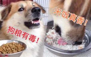 Download Video: 【北方田园犬】狗粮有毒，米饭真香，这舔狗死活不吃狗粮真难伺候