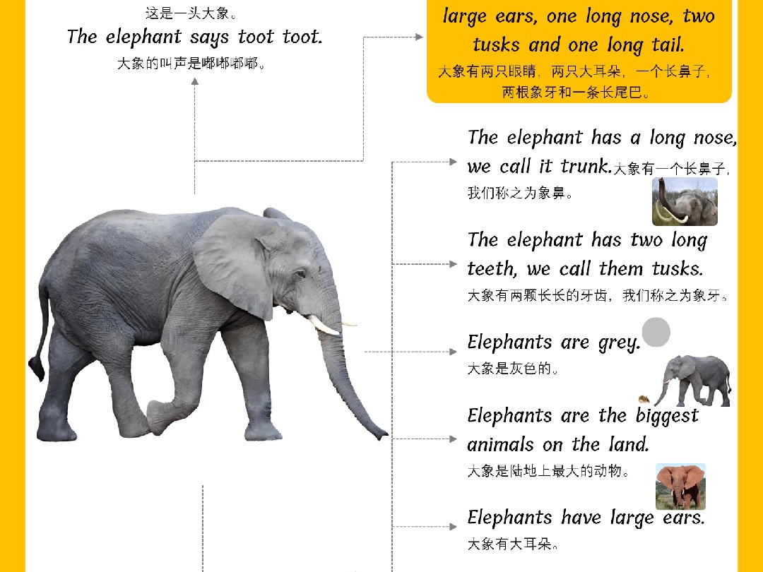 12-elephant视频版