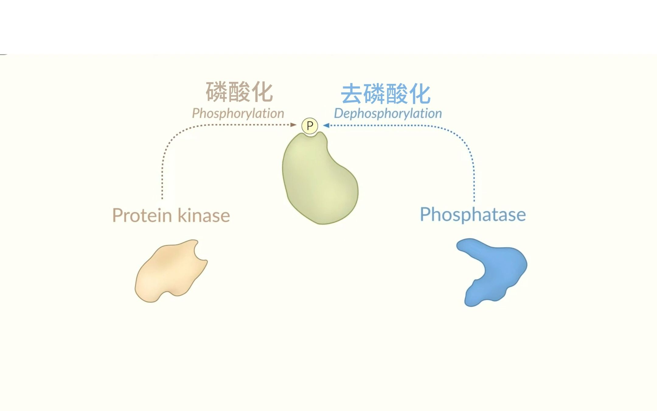 激酶药物专题哔哩哔哩bilibili