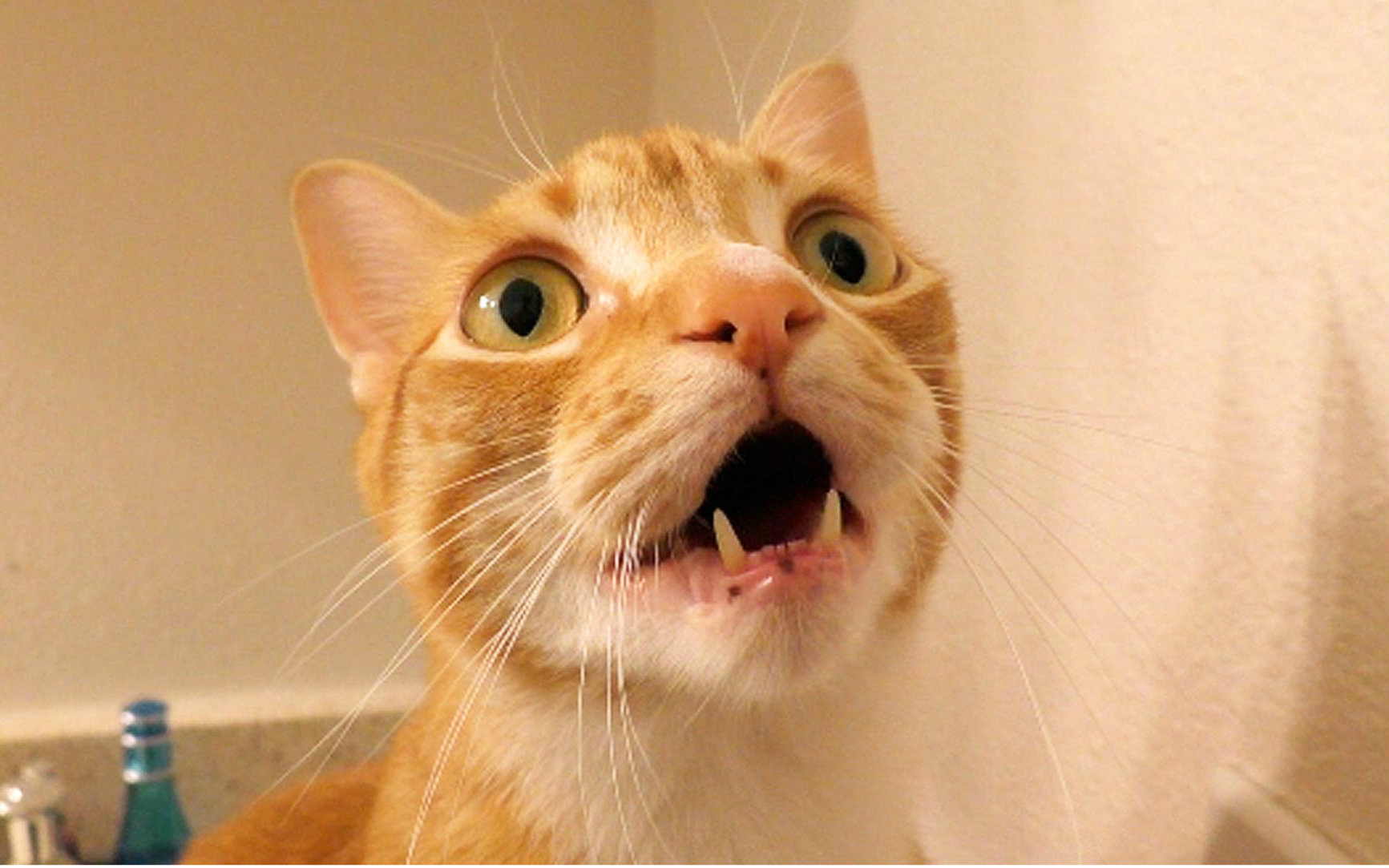 【油菜&橘子酱】猫咪vs虫子-搞笑汇总 @柚子木字幕组_哔哩哔哩_bili