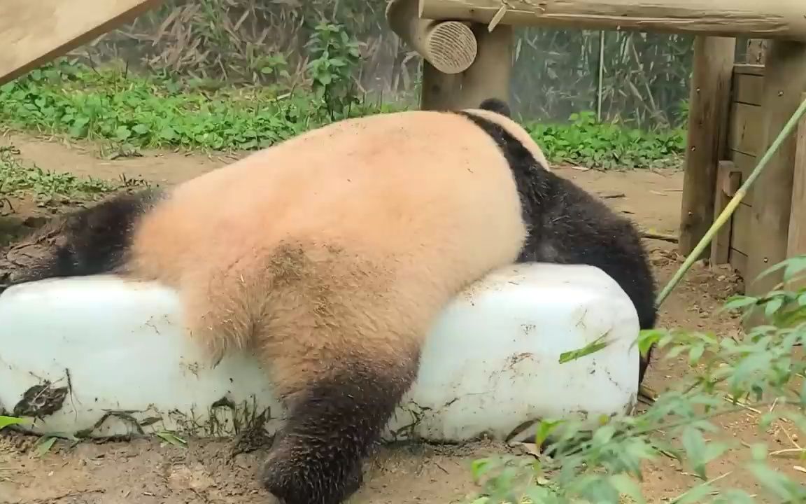 07.17 冰床是福宝夏天的必备单品哈哈 吃饭也在冰床上吃