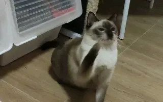 黑猫琥珀 搜索结果 哔哩哔哩 Bilibili