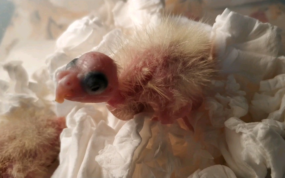 【玄凤鹦鹉】0天手养玄凤宝宝,第六天