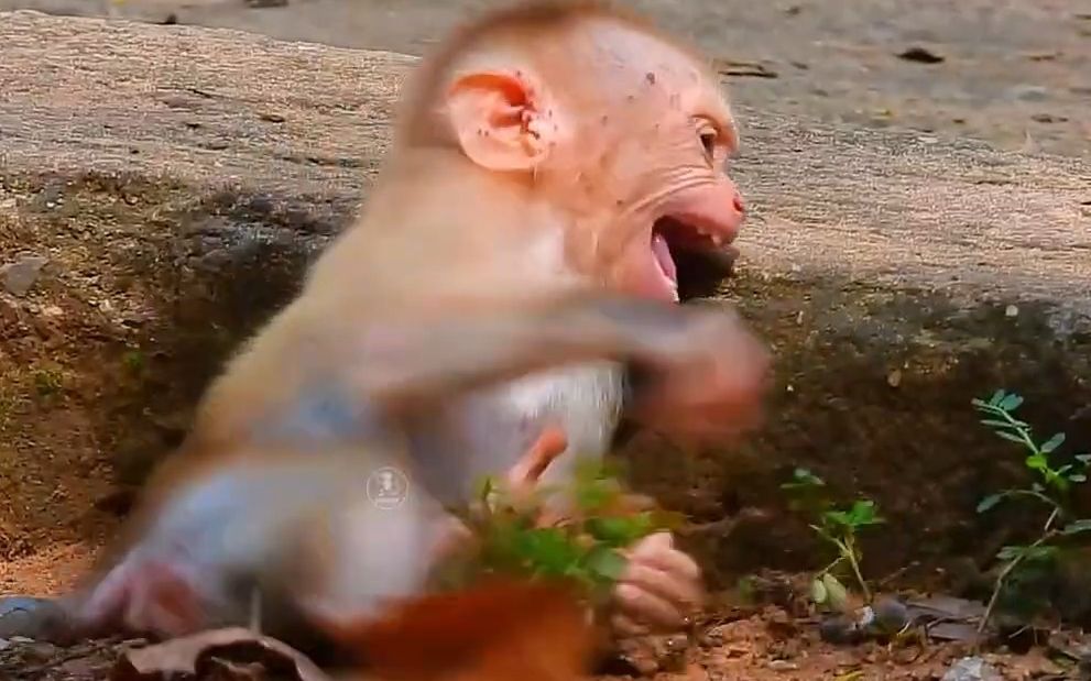 小猴子发癫呱呱大叫还膏药着