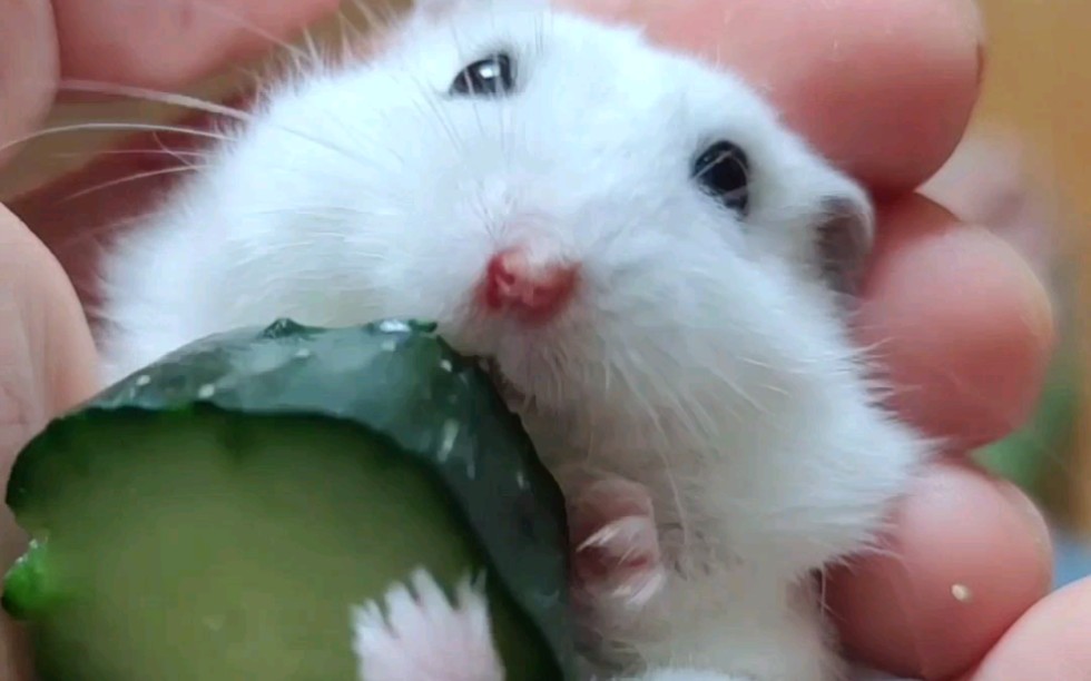 仓鼠雪球躺手玩核桃吃玉米啃黄瓜睡觉觉