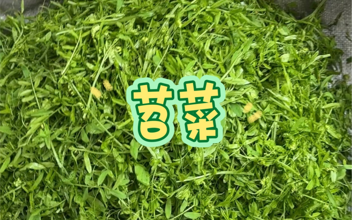 野豌豆尖有个很诗意浪漫的名字叫“薇”,诗经中的(采薇)就是它,有些地方也把它叫作苕菜哔哩哔哩bilibili