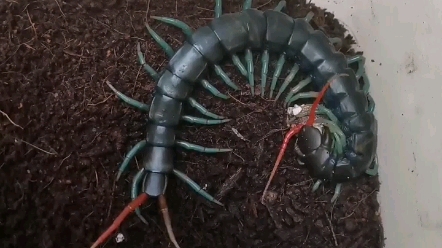 云南三色蜈蚣肠胃炎好转吃帮助消化的药