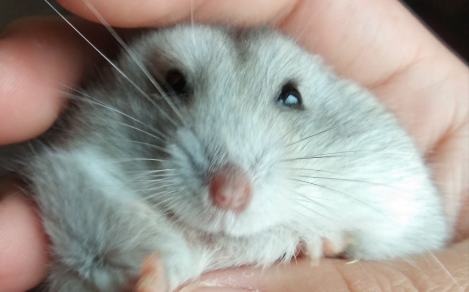 仓鼠芝麻的rua脸慢动作