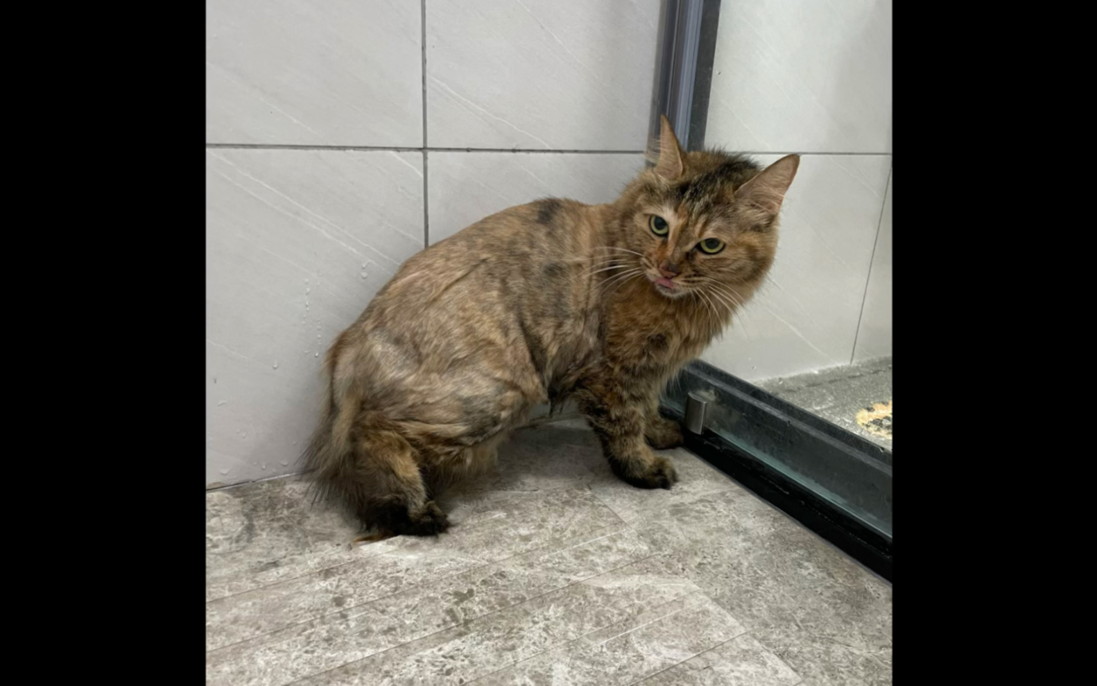 今日洗猫——阿旺