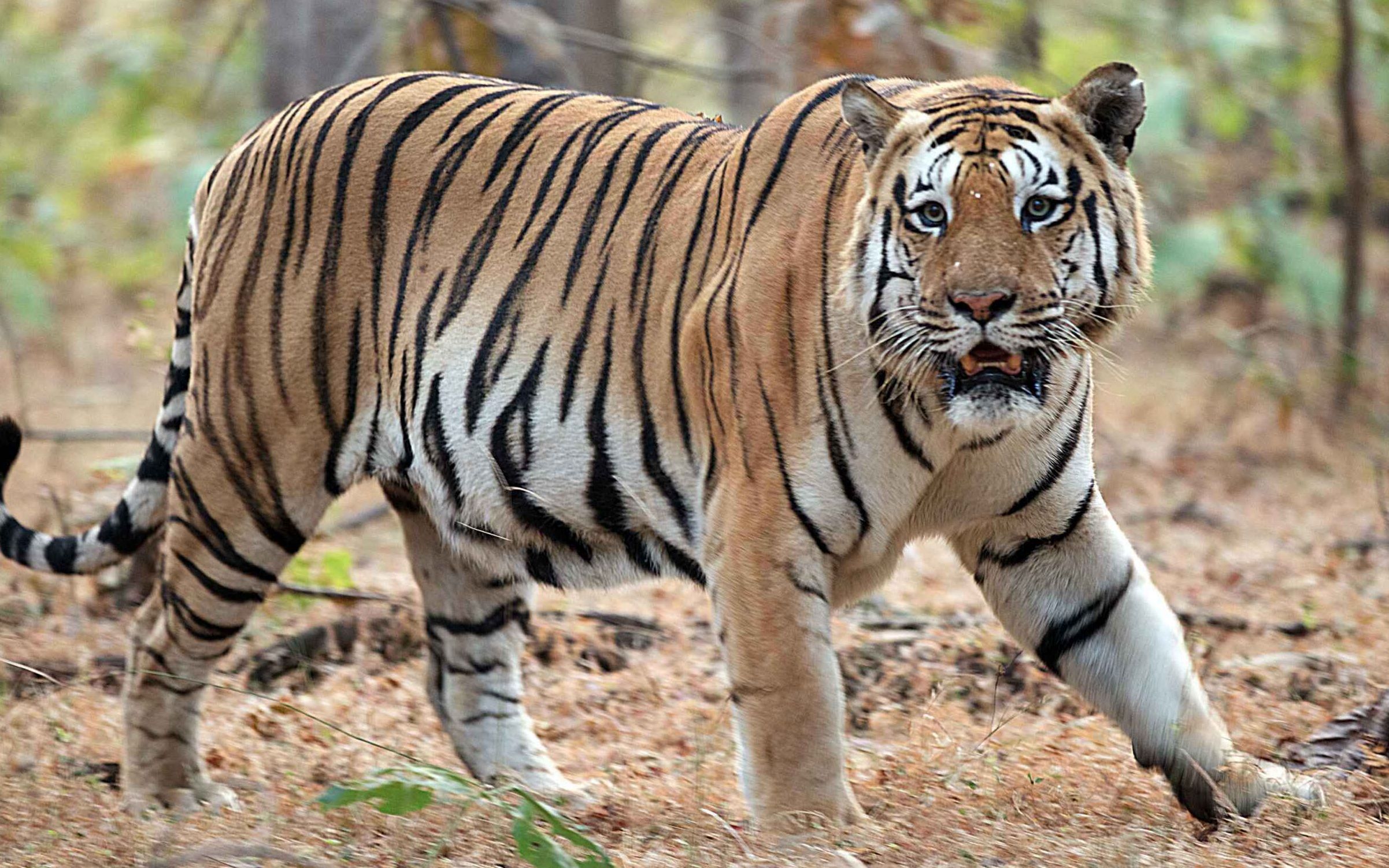 朋齐雄虎bmv 曾经的2大虎王之一