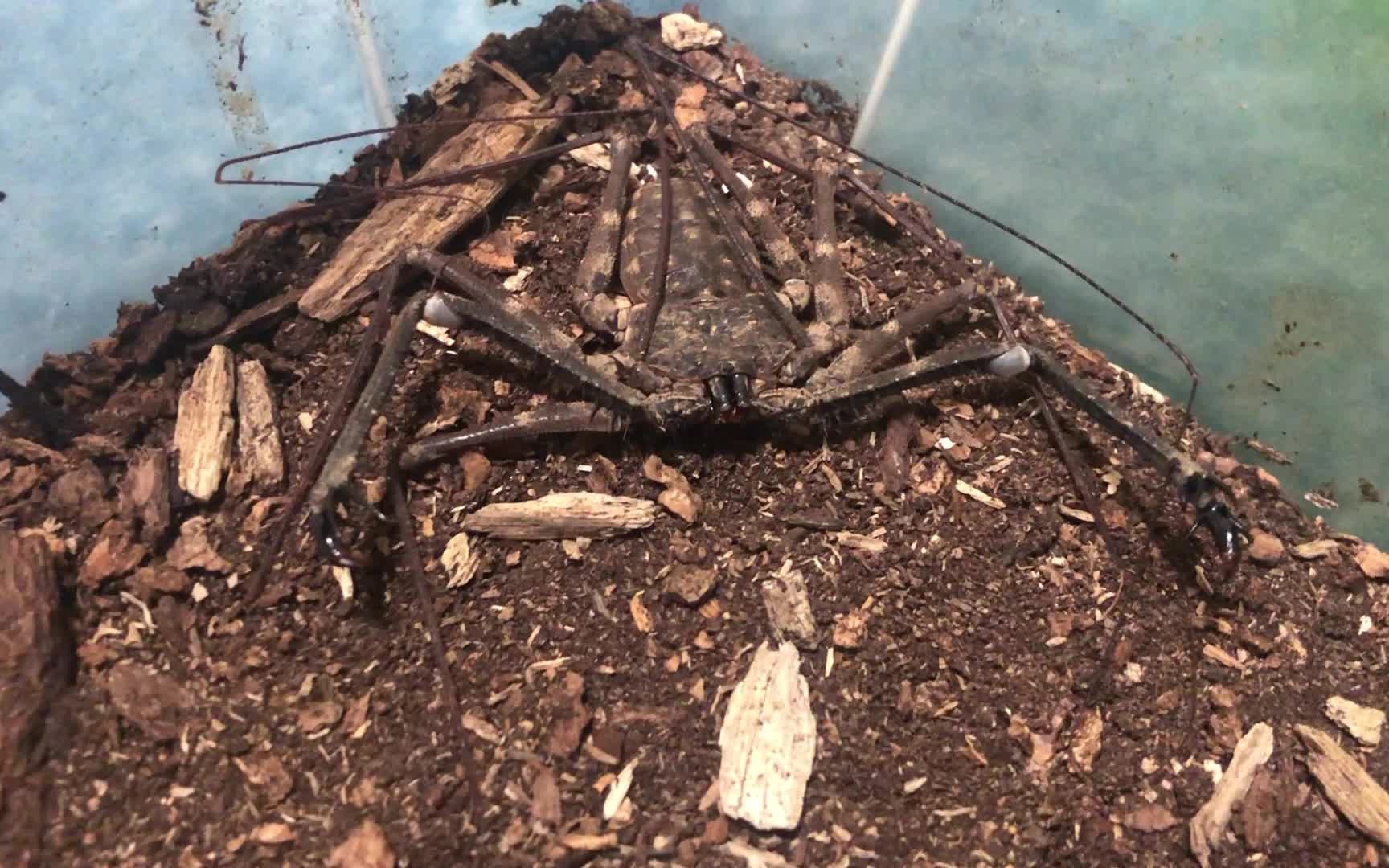 成体母魔王鞭蛛