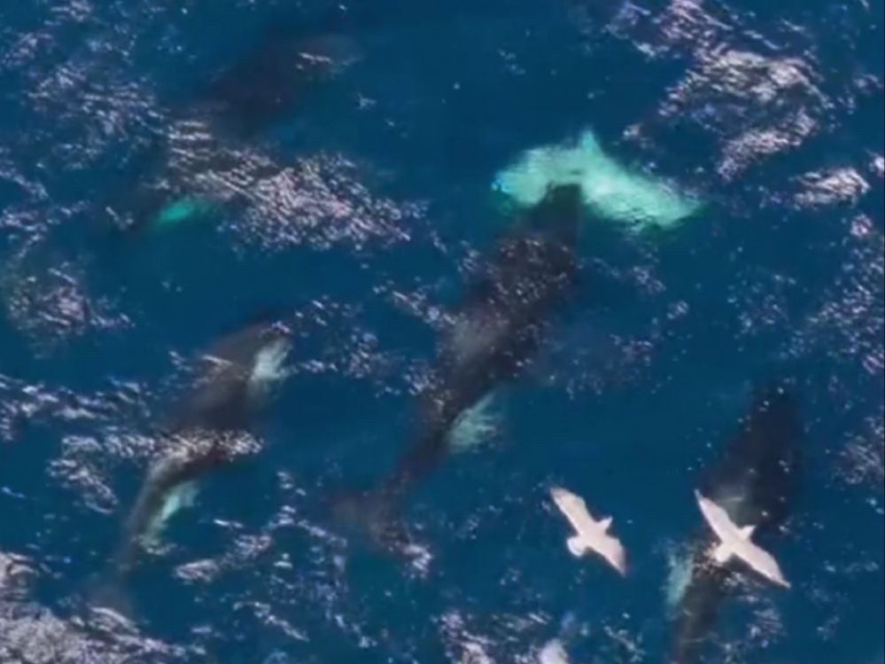 etp虎鲸捕食牛鲨(1:04s-1:20s)