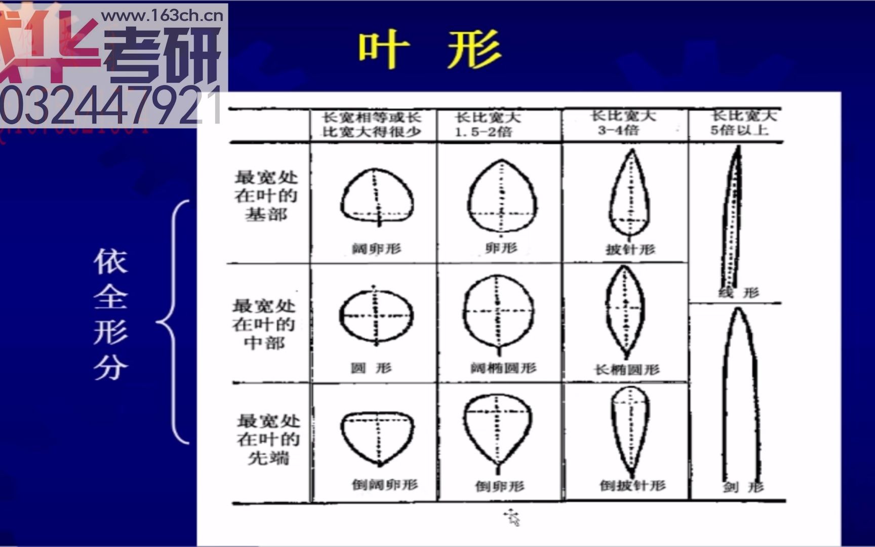 23植物学基础之被子植物叶的形态分类哔哩哔哩bilibili