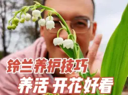 Download Video: 【铃兰养护笔记】没有铃兰的春天，是不够完整的