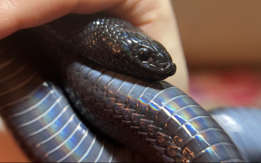 【视觉向】微距镜头下的黑王蛇,这颜值真耐打