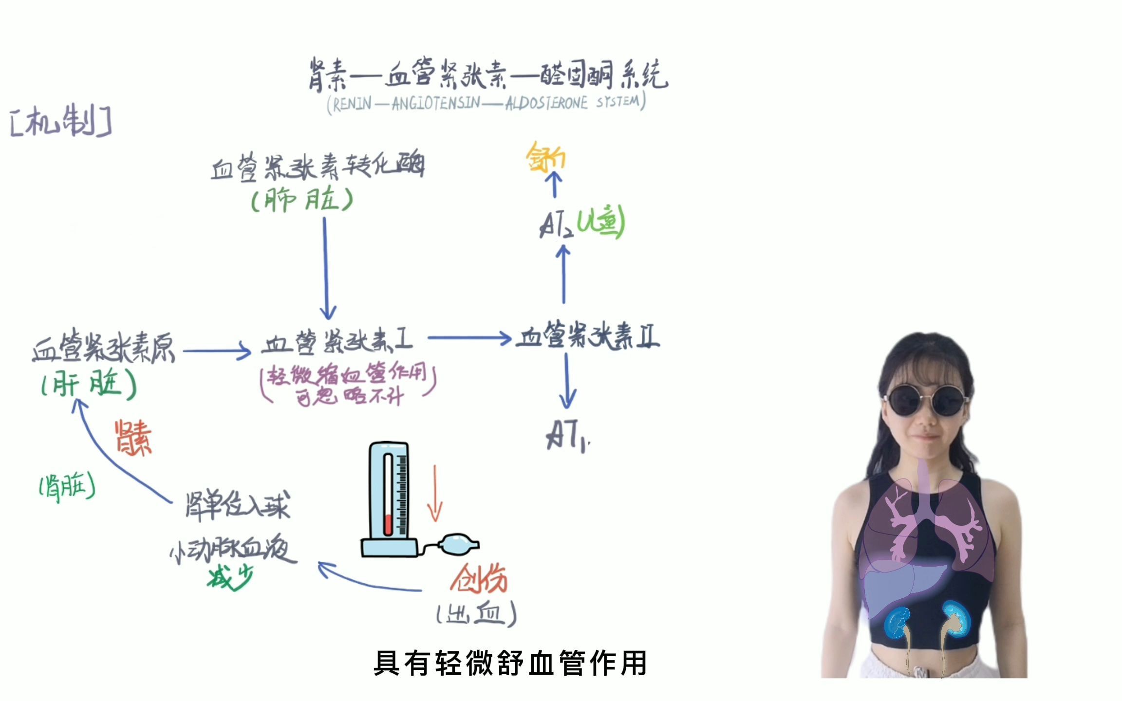 【生理】肾素血管紧张素醛固酮系统(RAAS)哔哩哔哩bilibili