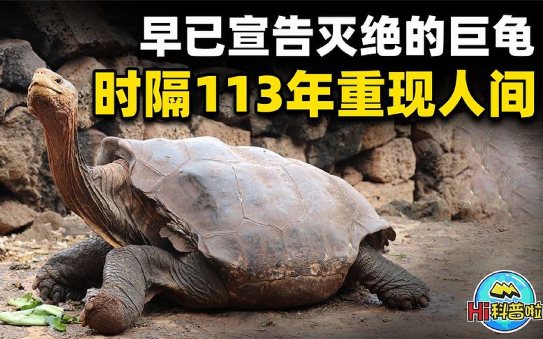 时隔113年灭绝的巨型乌龟重现人间人类该高兴还是担忧