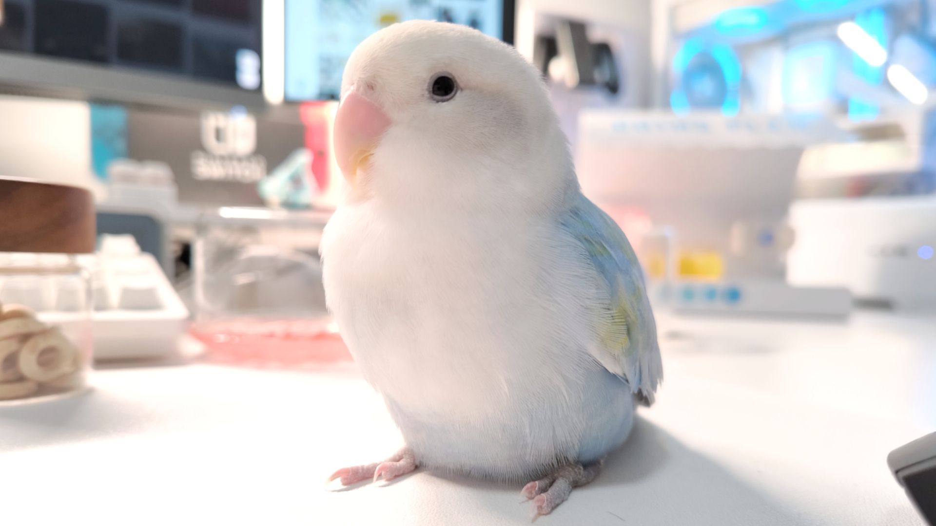 小鸟吃饭我转桌🐦：😠😵‍💫😡😵‍💫🤬😵‍💫💢😵‍💫😵‍💫😵‍💫😵‍💫😵‍💫