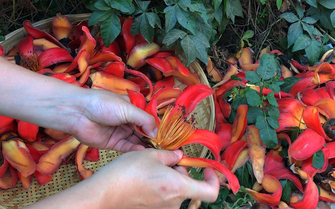 [图]云南吃花季，鲜红的攀枝花可以这么吃，祛湿清热，平和清润